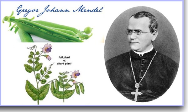 Mendel refuted Darwinism (1)